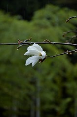 雨の白木蓮