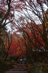 晩秋の雨