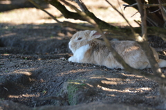 うさぎ島にて（六）