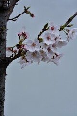 薄雲り
