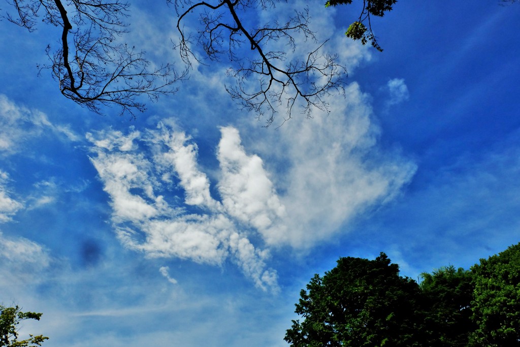 初夏の空