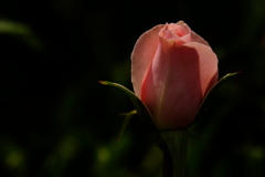 花影