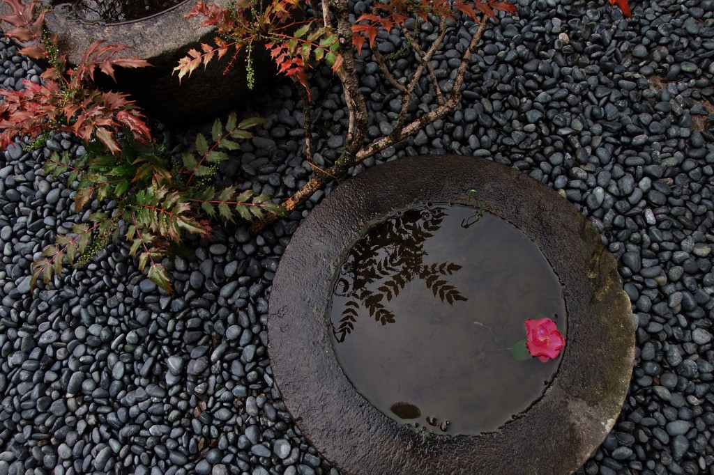 活花一輪