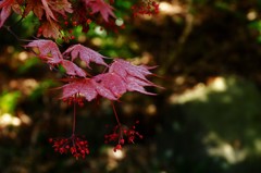 枯れ小花