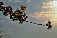夕桜