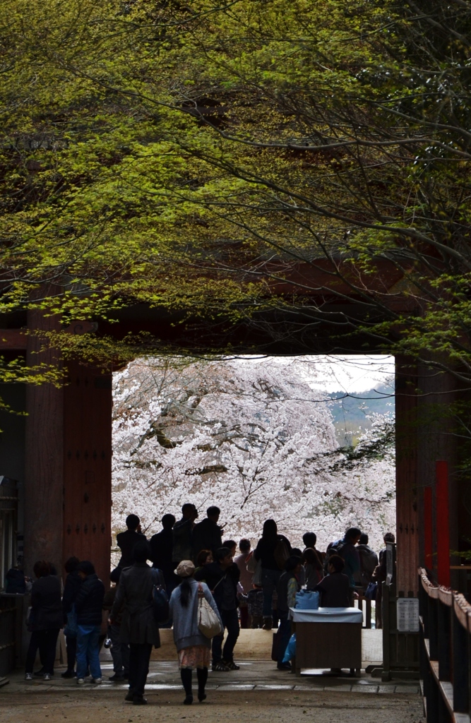 櫻への門