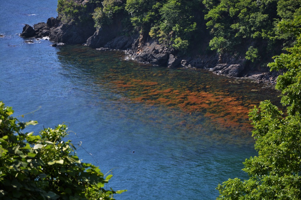 透ける海