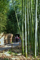 竹林を駆ける