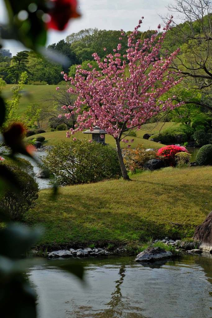 里桜