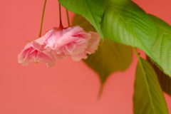 ’１８桜