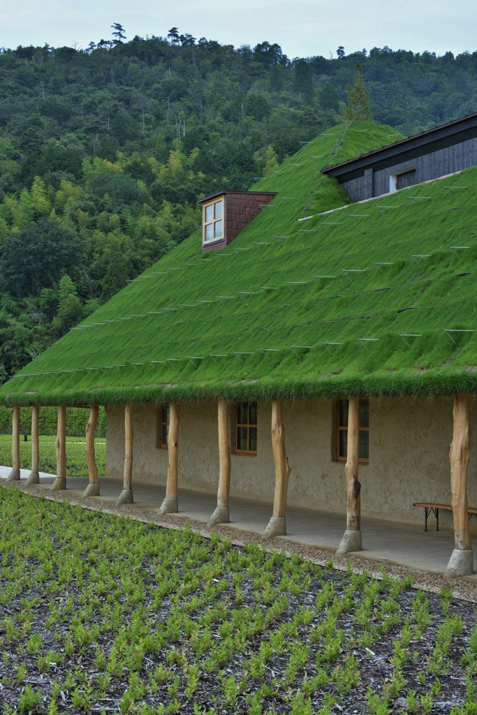 天然芝の屋根