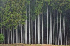 雨のスクリーン