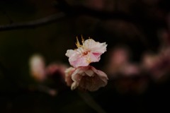 終冬