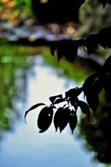陰陽