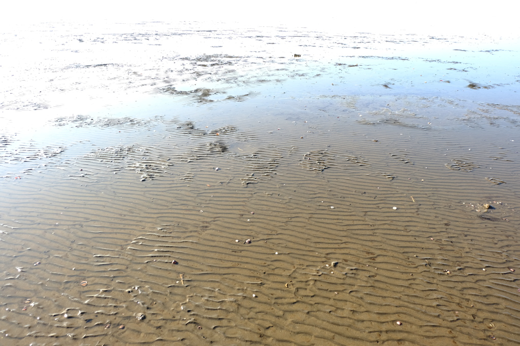 光る浜