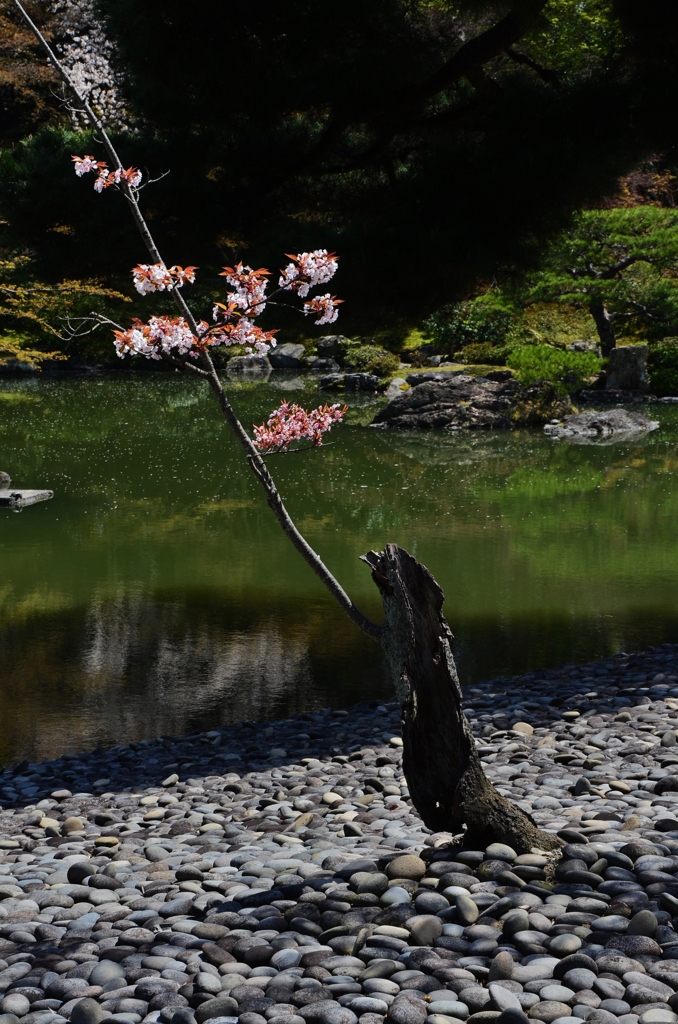枯れ木に一枝の櫻