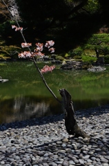 枯れ木に一枝の櫻