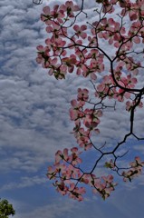 和紙花
