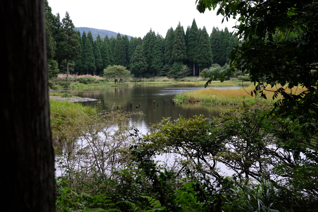 森の池