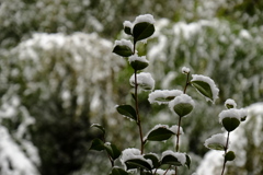 受雪