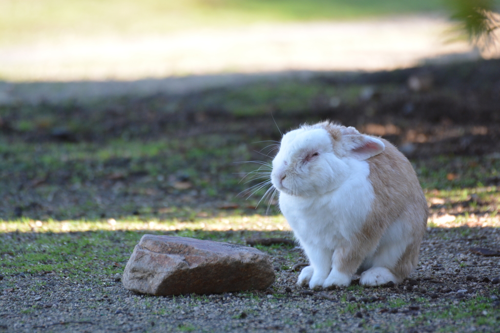 うさぎ島にて（五）