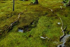苔と根