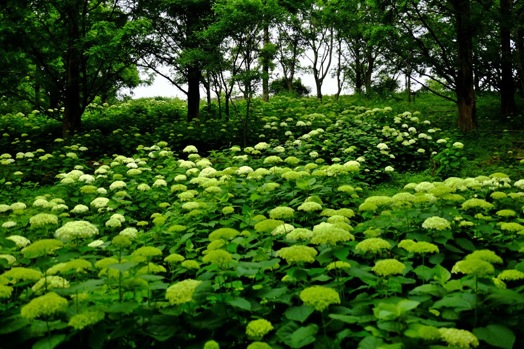 アナベルの森