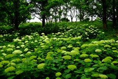 アナベルの森