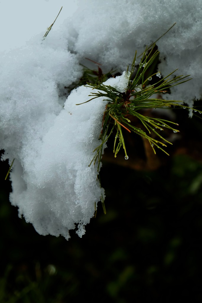 松に雪