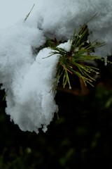 松に雪