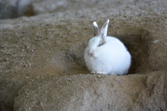 うさぎ島にて（九）