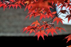 なつ紅