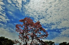 花水木の空