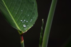 三様
