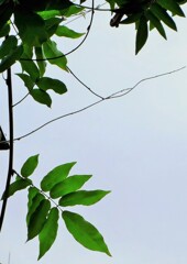 夏の葉