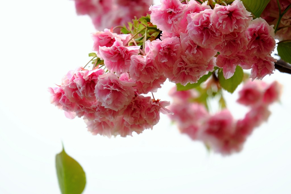 ’１８桜