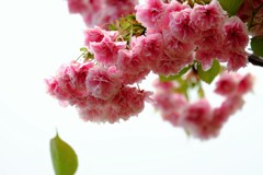 ’１８桜