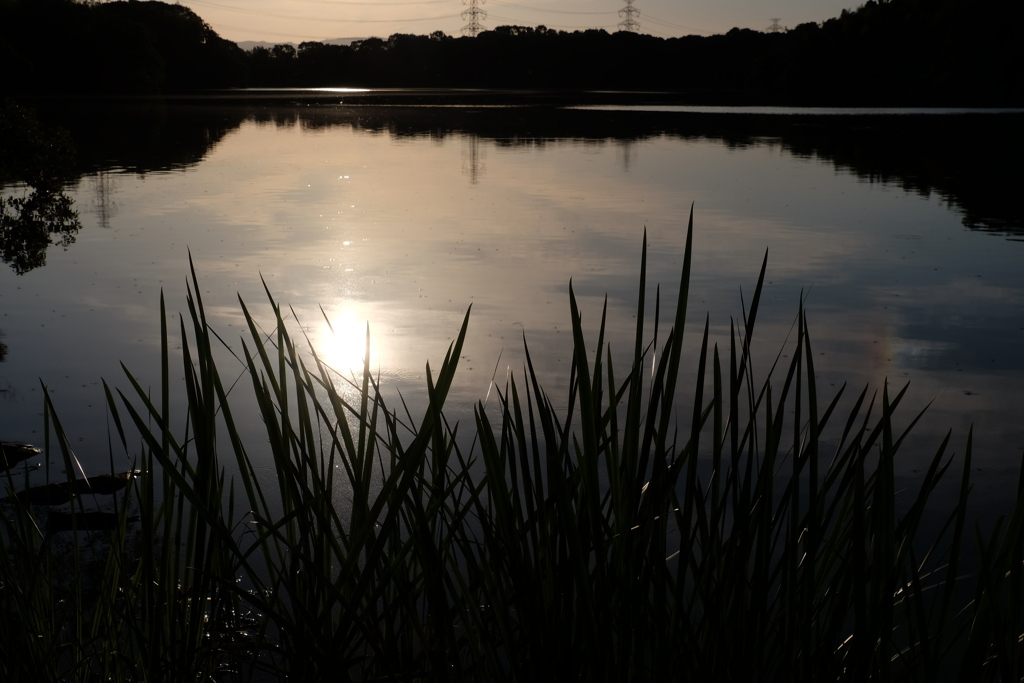 夕草