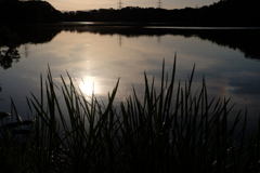 夕草