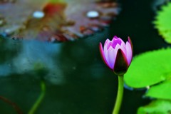 恥じらい