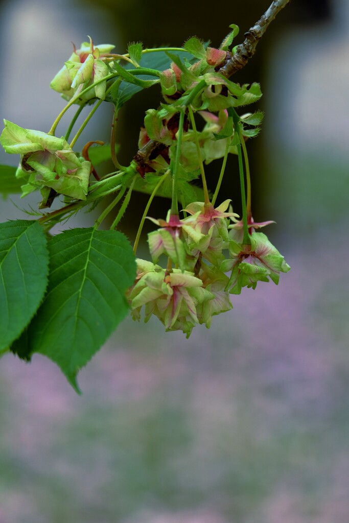 翠桜