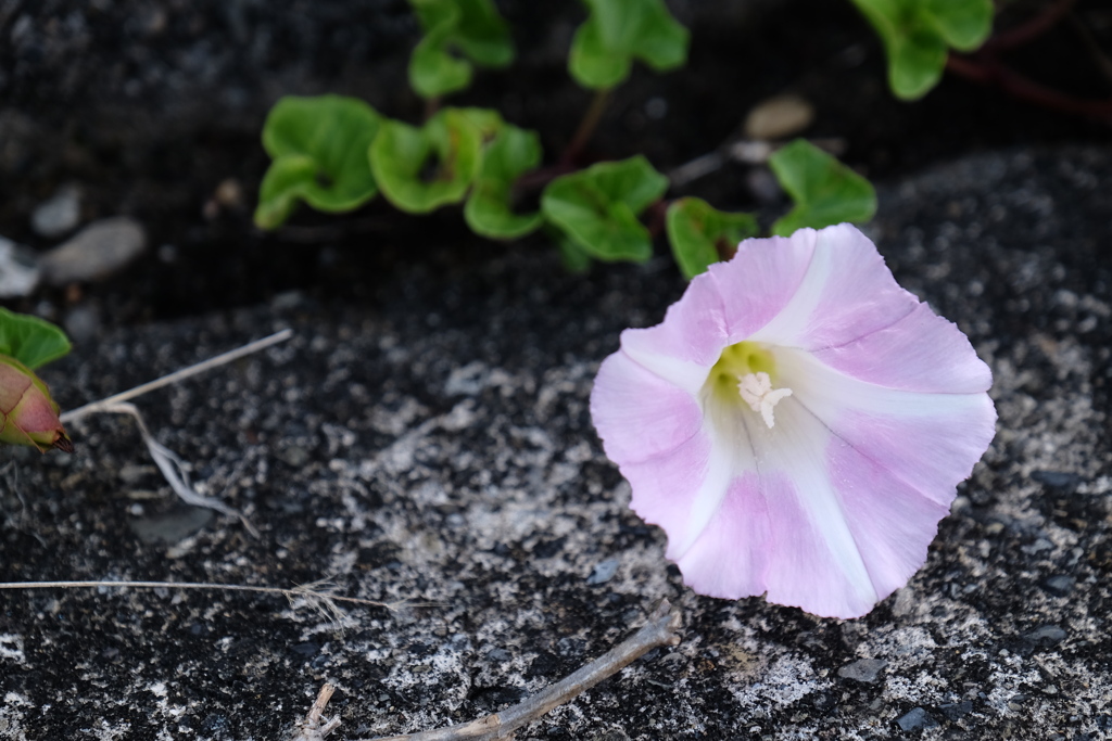 濱に咲く花