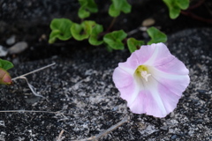濱に咲く花
