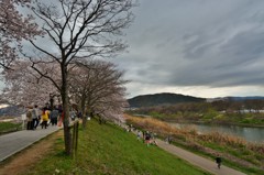 桜堤