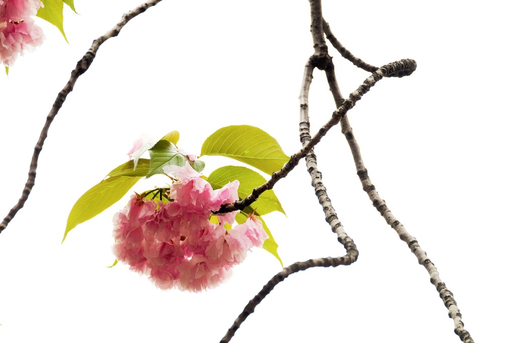 ’１８桜