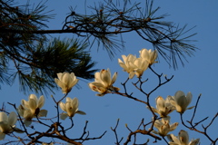 春先