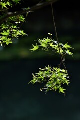 線香花火