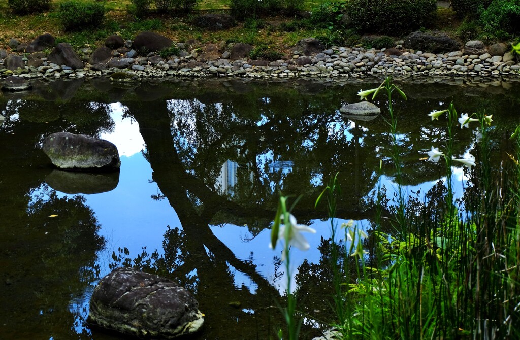 池に