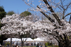 桜まつり