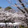 桜まつり